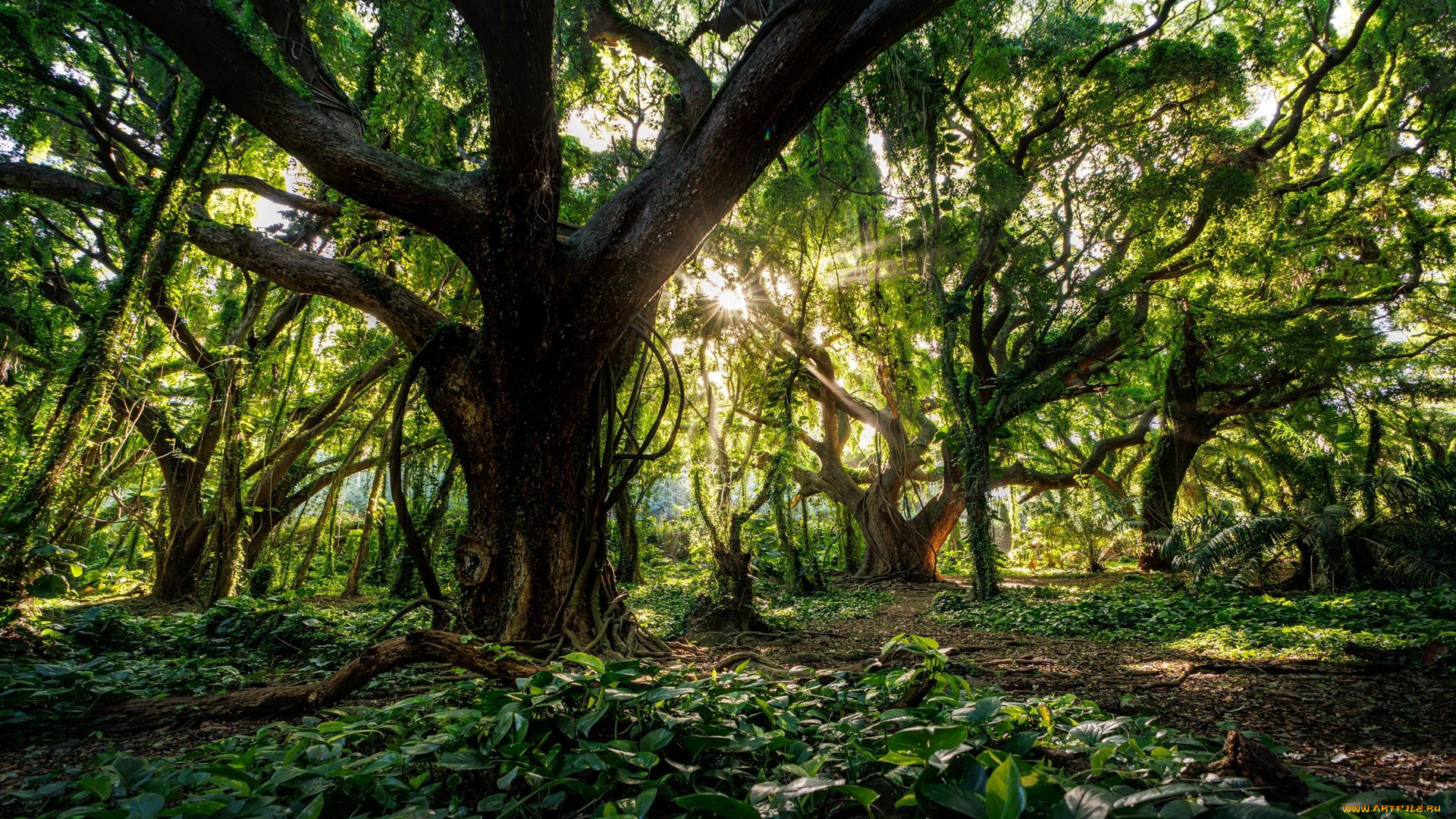 maui jungle, hawaii, , , maui, jungle
